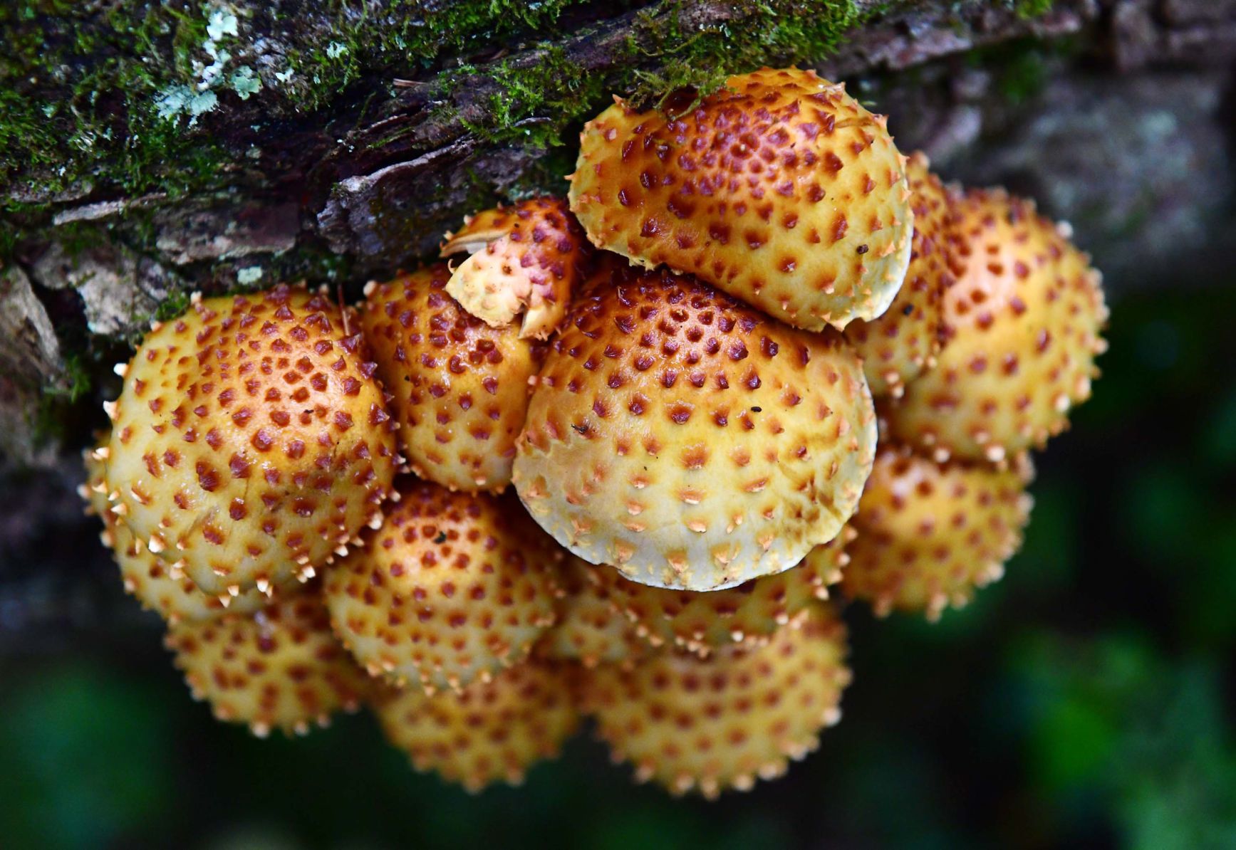 Pennsylvania Mushroom I.jpg